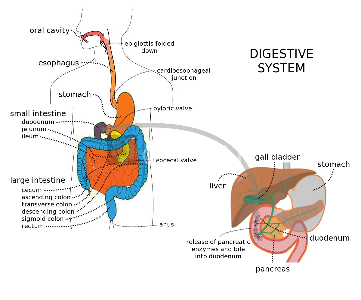 Gut Feeling: How Your Digestive Health Shapes Your Overall Wellbeing