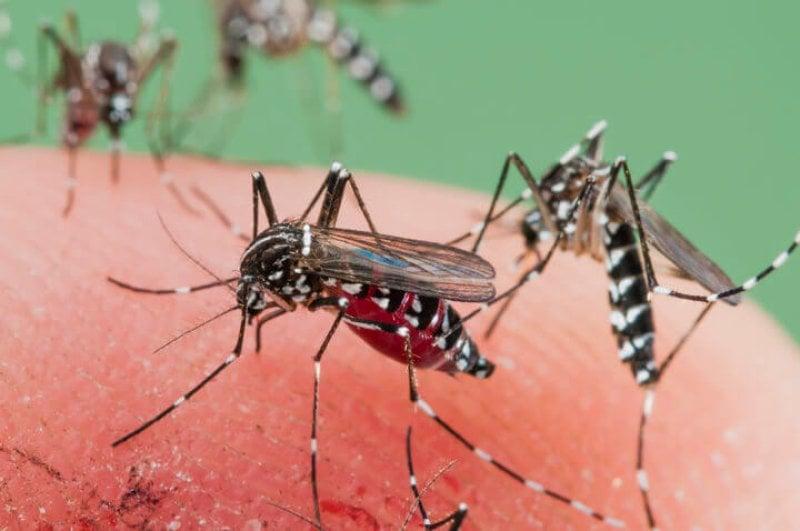 Malaria - " Understanding the disease "